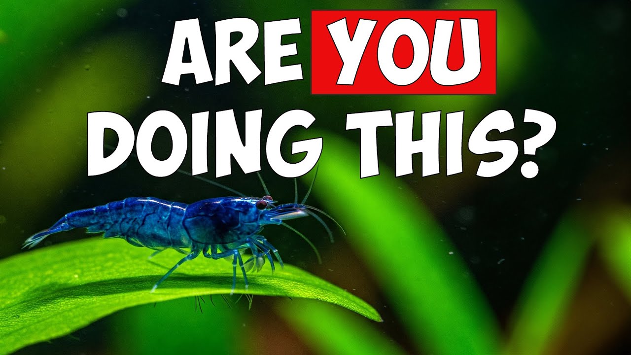 10 Shrimp Keeping Mistakes You Need To Stop Making! 🦐