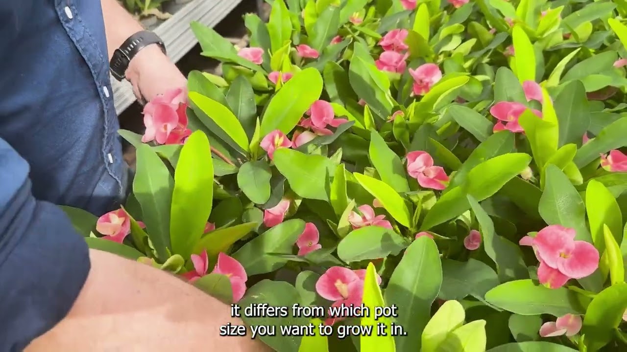 Euphorbia - genetics for different pot sizes