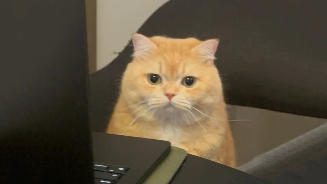 Funniest Cats of 2025 Compilation 🐱 Laughing Out Loud! #14
