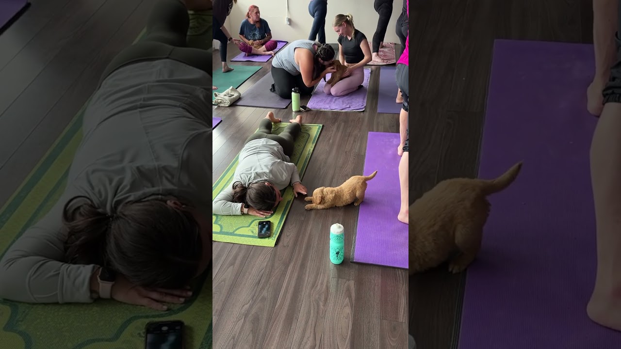 Golden retriever puppy nails downward dog and adds the cutest wave #PuppyYoga #GoldenRetriever