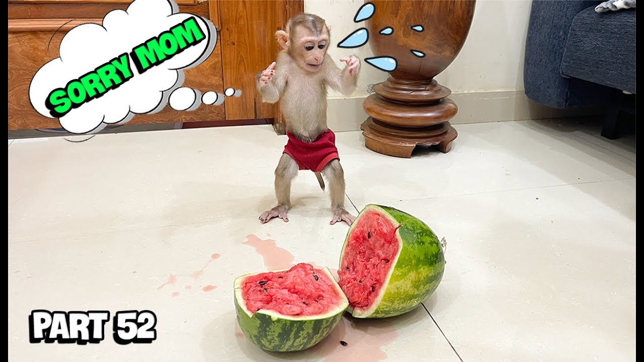 YuYu Monkey Family's Cutest Videos! Part 52
