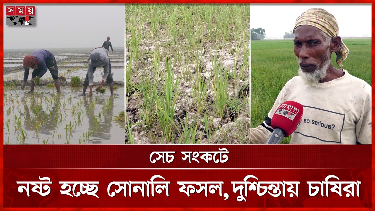 পানির অভাবে মৌলভীবাজারে বোরো জমি ফেটে চৌচির | Moulvibazar | Farmer | Agriculture | Somoy Agriculture