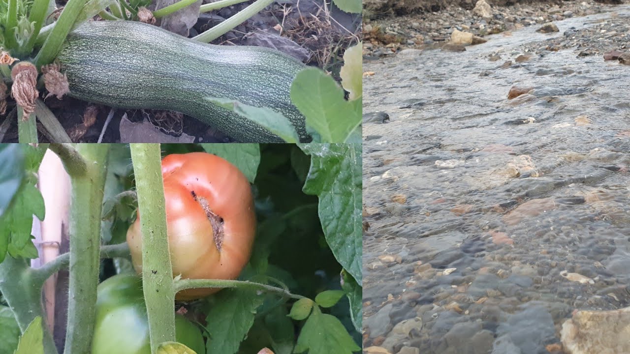 جولة في صباح الباكر على واد غيس.. الخيرات الله..نواحي الحسيمة