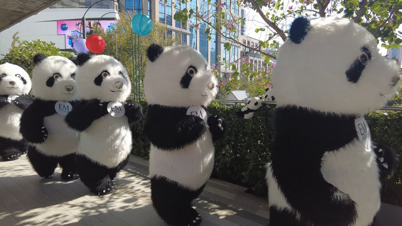 【4K THAILAND】6 Adorable Dancing Pandas! | Panda Showtime Returns | Bangkok