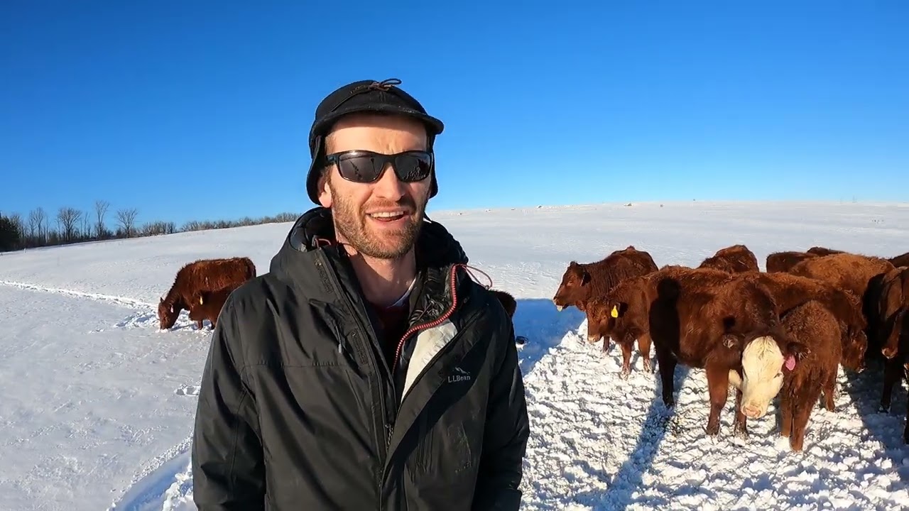 Cattle Lice and Parasite Control