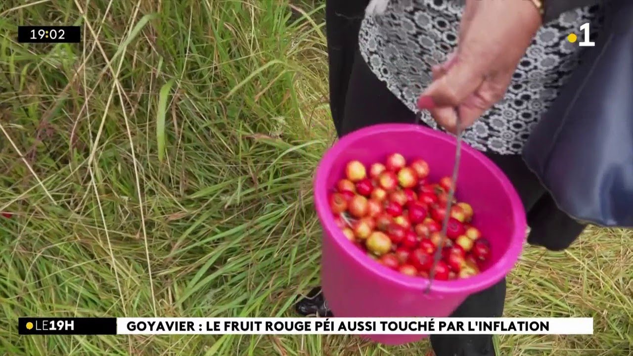 L'inflation touche-t-elle aussi le goyavier, l'or rouge de la Plaine des Palmistes ? Reportage