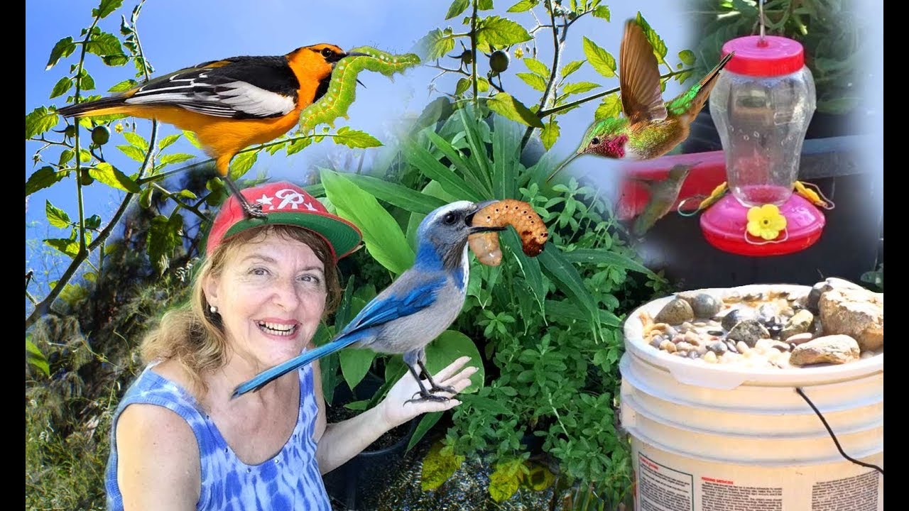 GARDEN INSECT CONTROL NO TURN COMPOST Organic Vegetable Permaculture Bird Water Fountain Rid Bugs