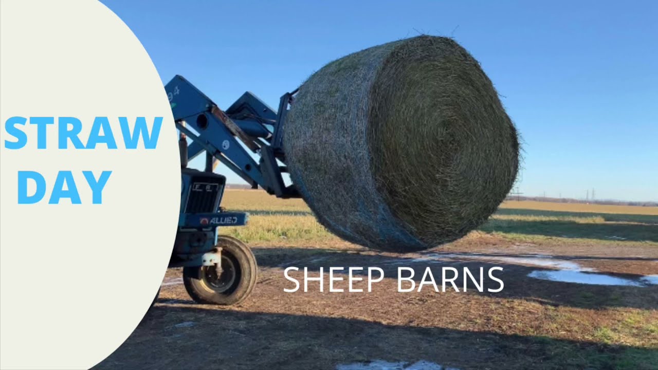 STRAW DAY at the SHEEP Barns.  How often do you spread straw for confined sheep flock bedding?