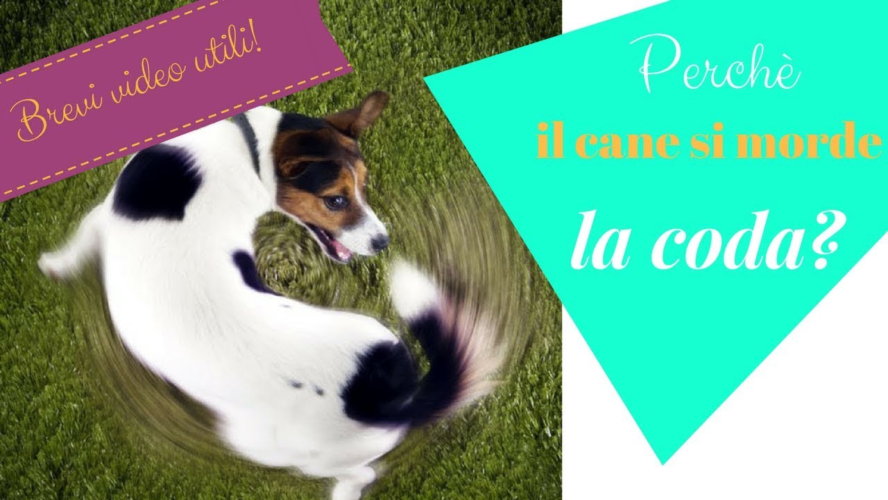 Il cane si morde la coda: perché?