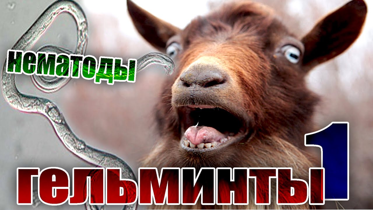 Гельминты (глисты) у коз и овец / часть 1 / Нематоды #козоводство #овцеводство #животноводство