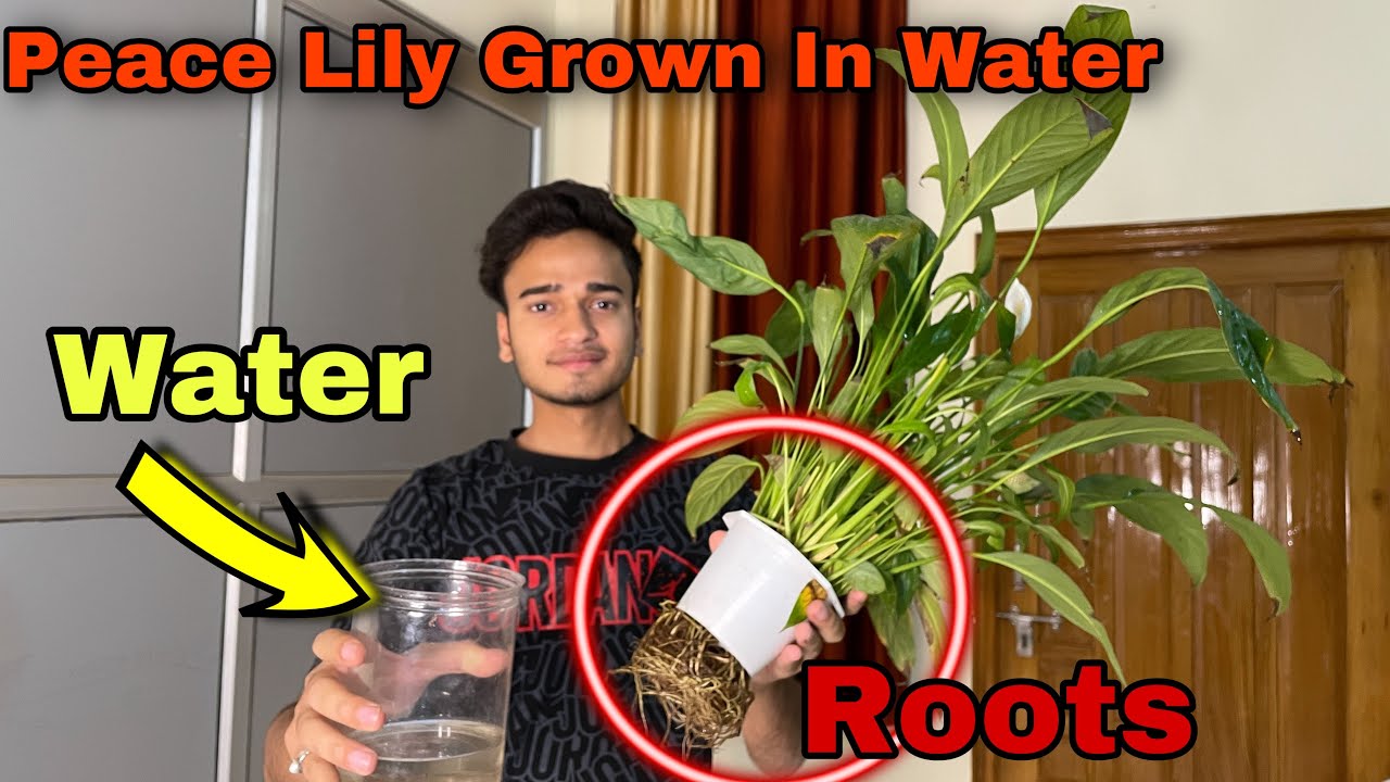 How To Grow Peace Lily In Water | मिट्टी से अच्छा है पानी में लगाओ पीस लिली / New Technique 😲