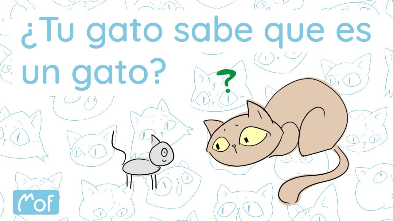¿Tu gato sabe que es un gato? | Mof