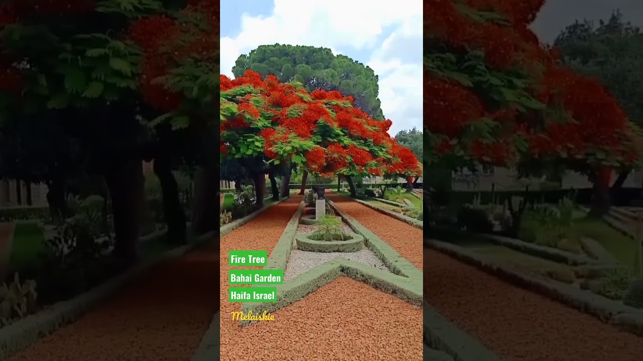 #fire tree at BAHAI GARDEN HAIFA ISRAEL by melaiskie #shorts