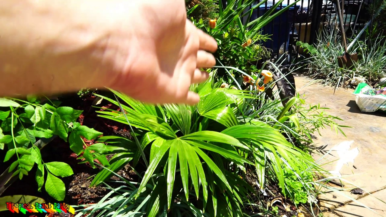 LIVISTONA CHINENSIS BEST COLD HARDY DIE BACK PALM TREE! // TROPICAL PLANT PARTY