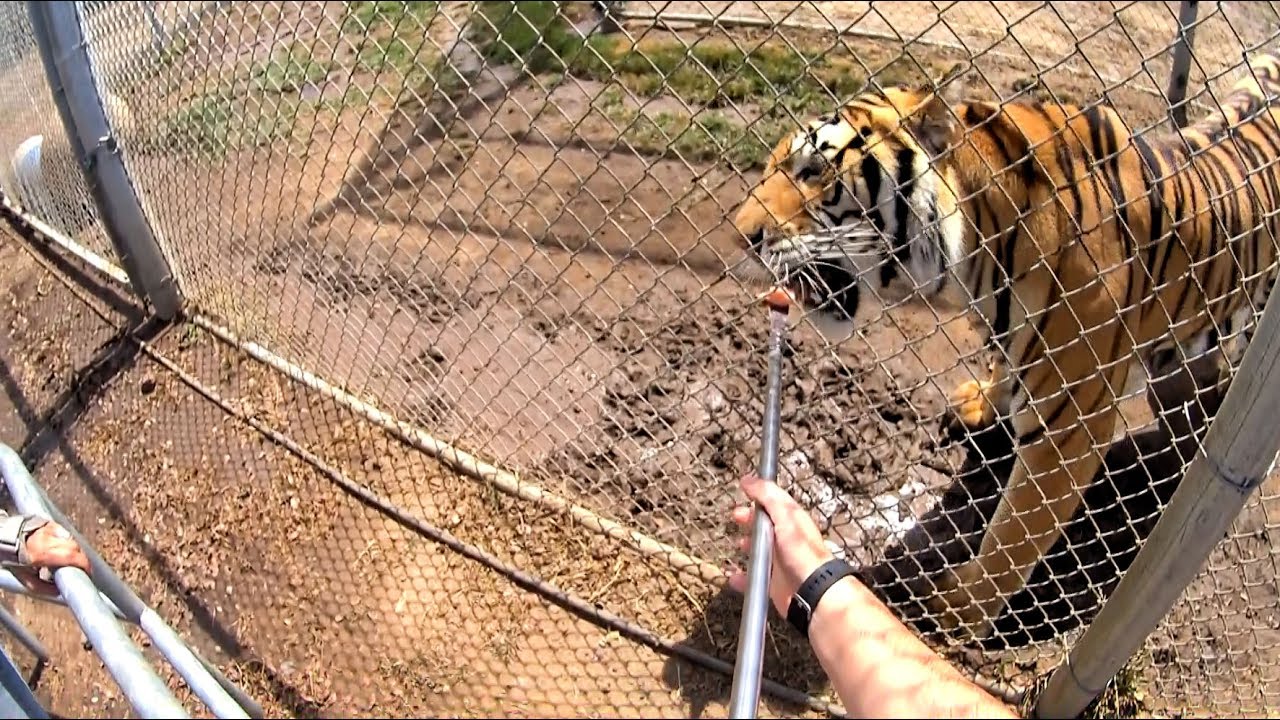 Lions Tigers and Bears | Animal Rescue - Alpine 2017