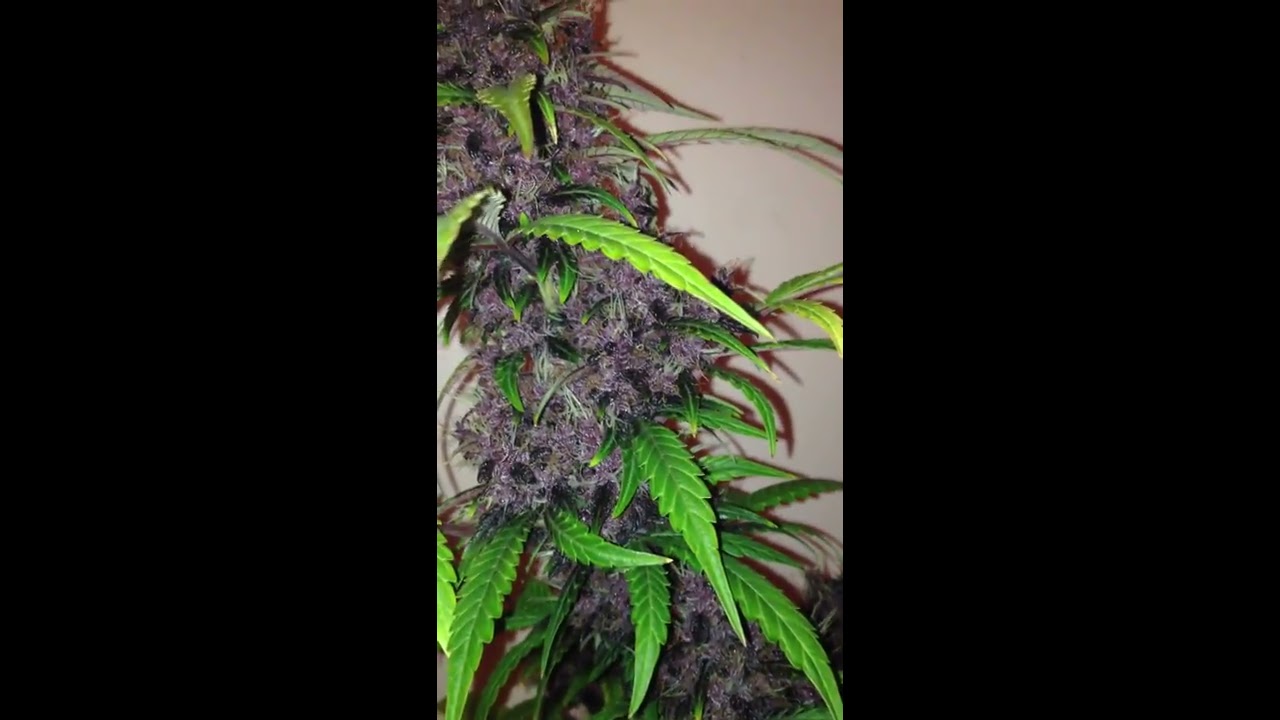 Sweet dark devil auto by sweet seeds (day 65)