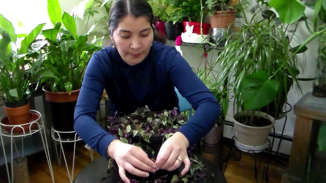Rescatando una Tradescantia