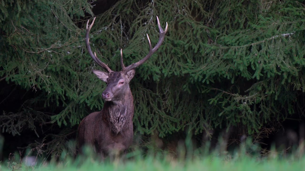 Jelen&iacute; ř&iacute;je 2021 - Česk&aacute; republika - Jelen Evropsk&yacute; / Red Deer / Cervus Elaphus