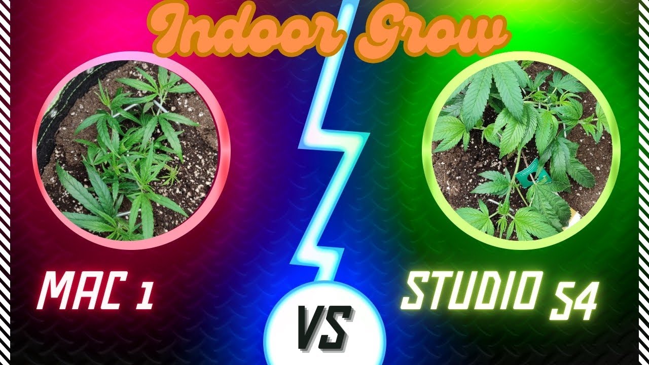 Cannabis Indoor Grow Tag 14, LST, Runterbinden nicht Toppen, Topping, Low Stress Training