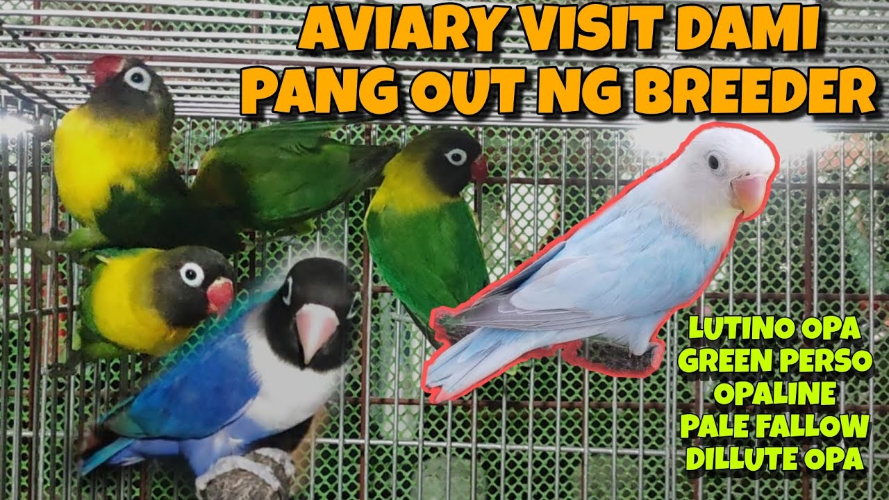 AVIARY VISIT DAMING PANG OUT NG BREEDER PASIG ROSARIO LANG 