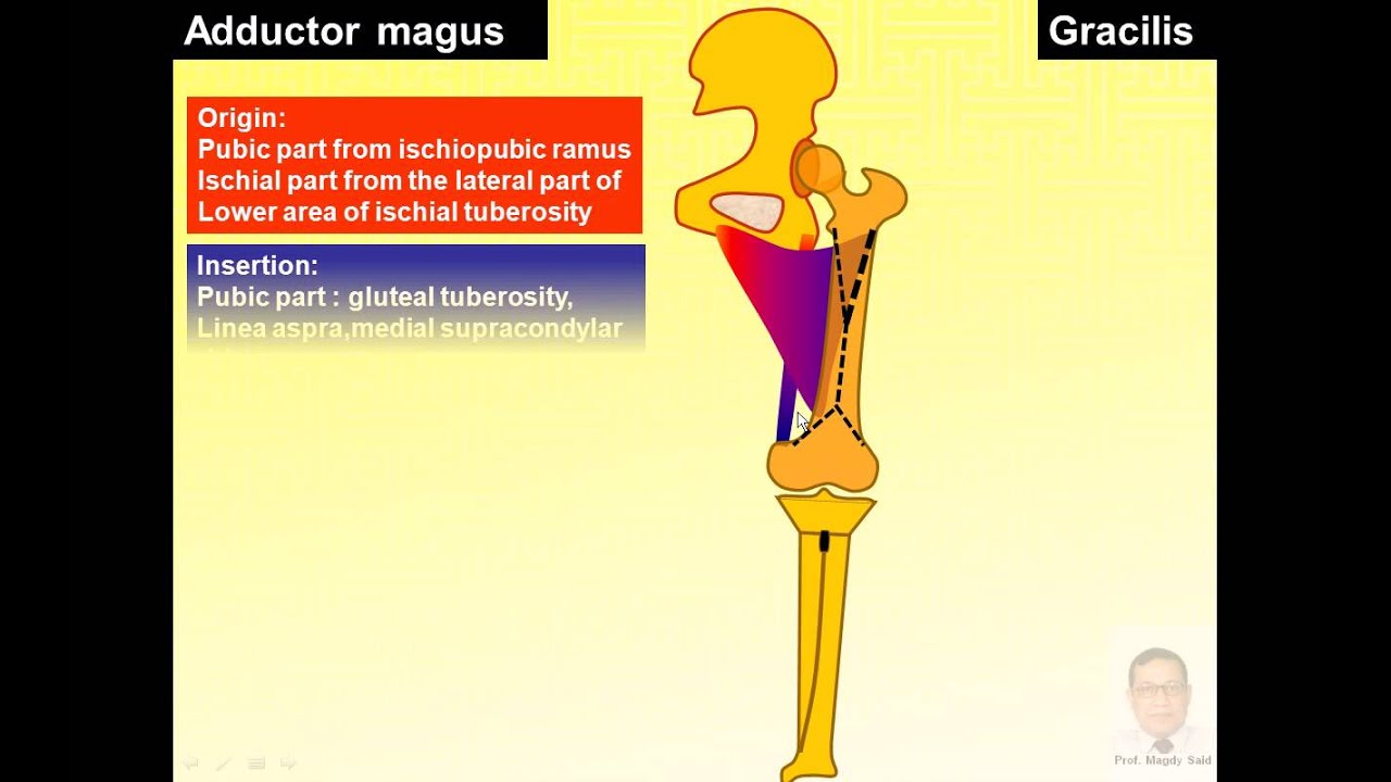 Magdy Said anatomy series,lower limb,medial side of thigh,v1