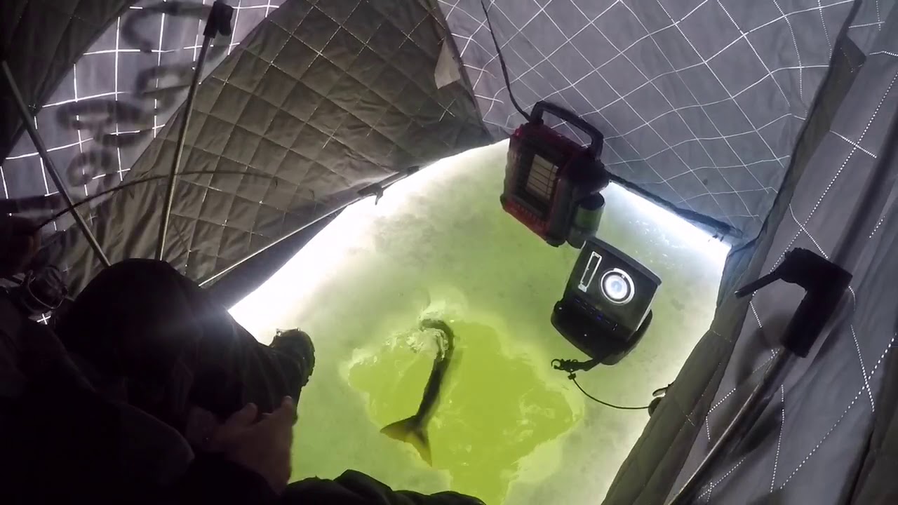 Sight fishing Champlain lake trout
