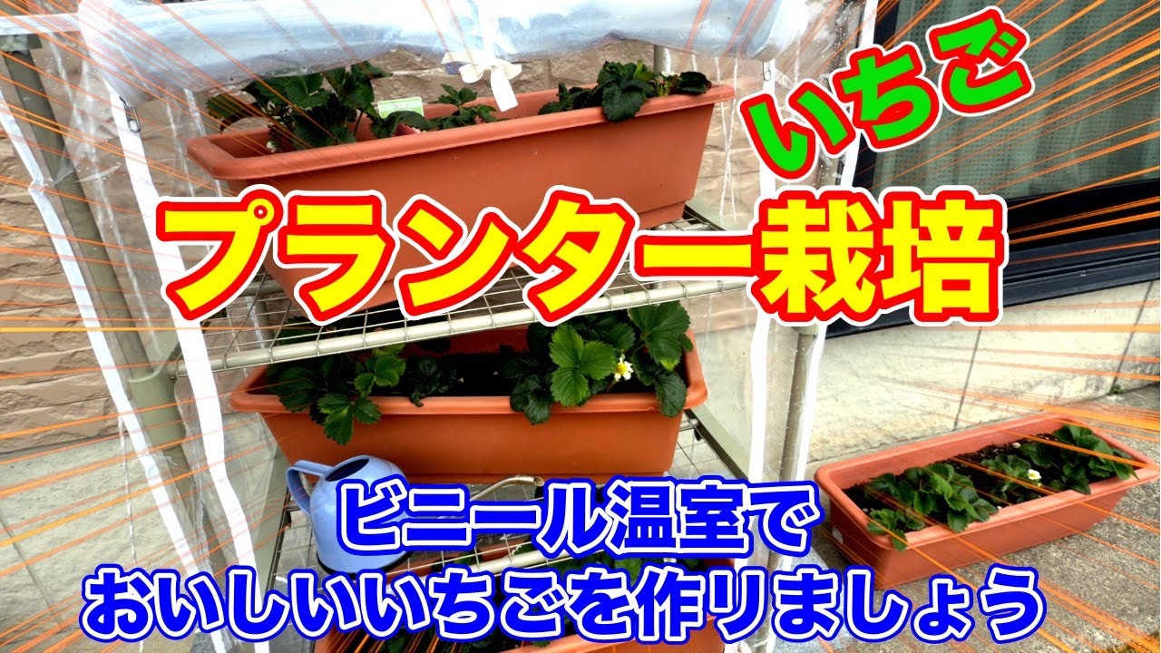 イチゴのプランター栽培。簡易温室ってどうなの？検証してみます。〜サラリーマンでも出来るいちご栽培シリーズ〜