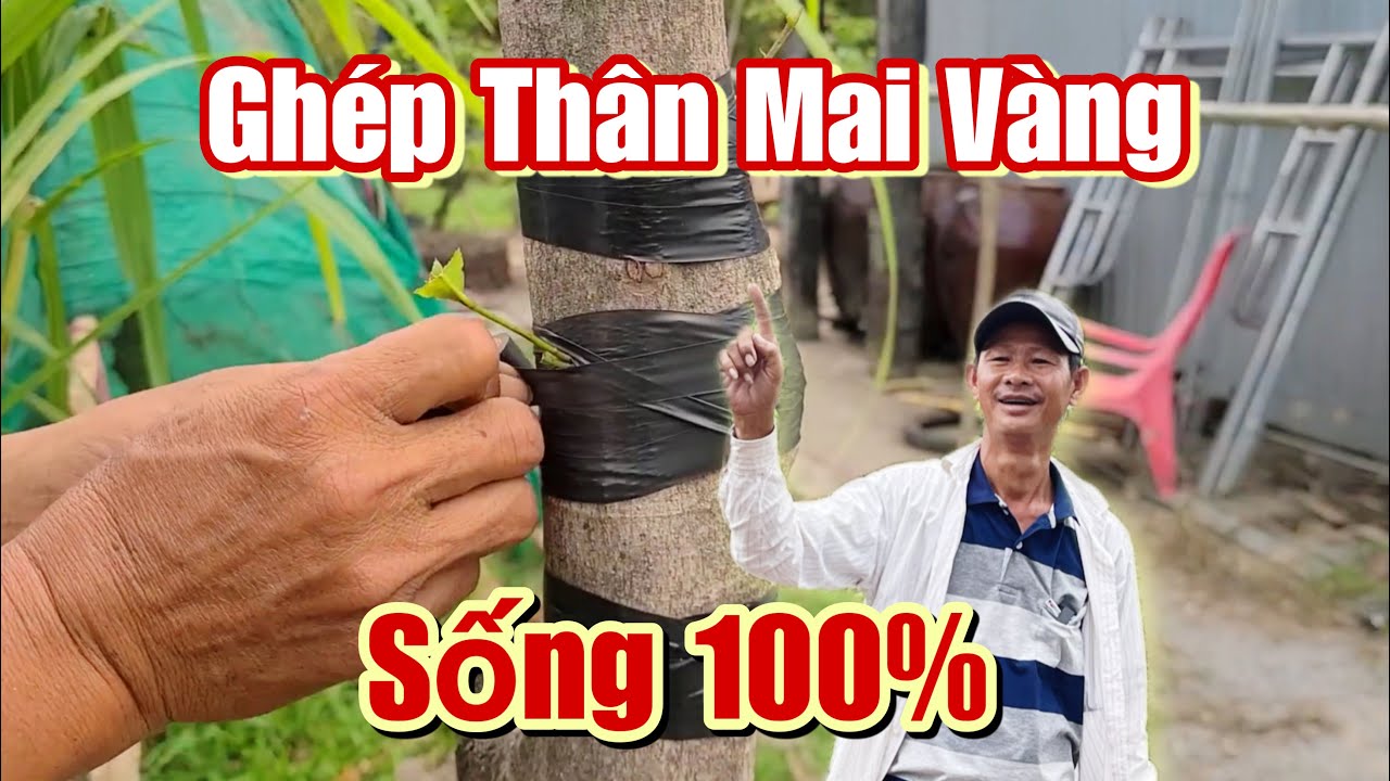 Ghép Mai Trong Thân Tạo Chi Hiệu Quả 100%