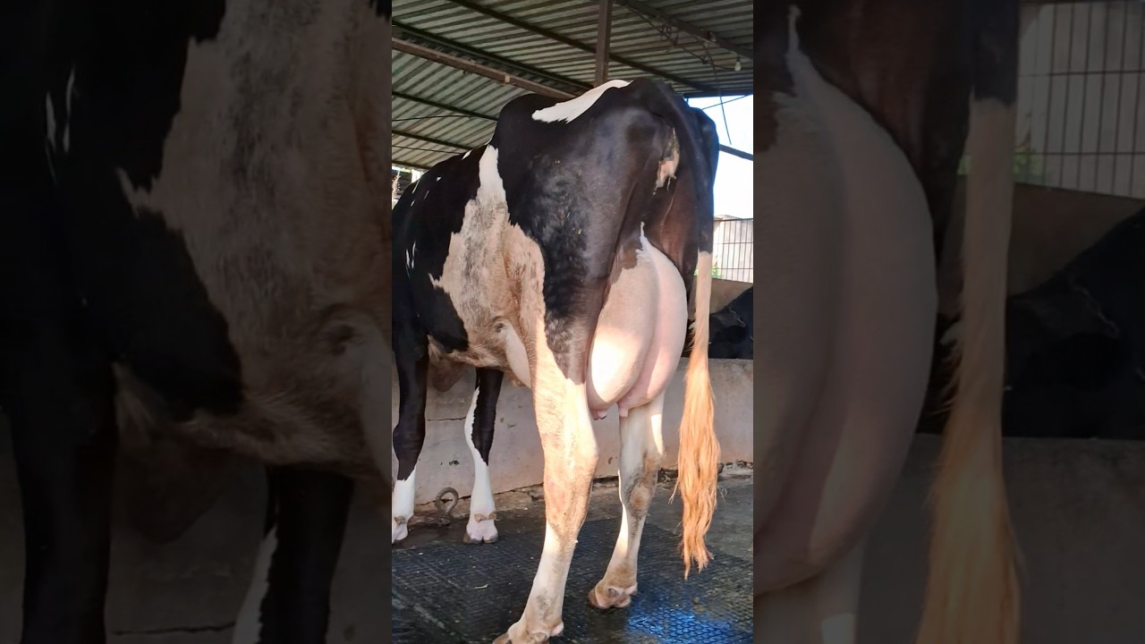 top hf cow kamiyab dairyfarm