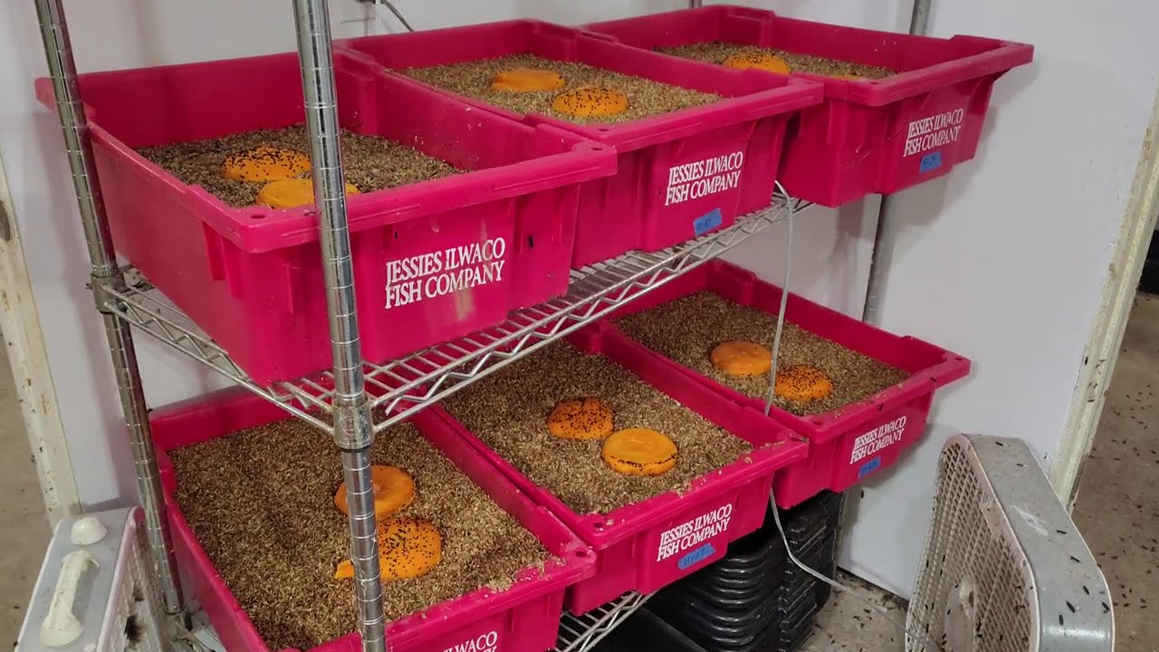 Black soldier fly larvae and 110 hamburger buns