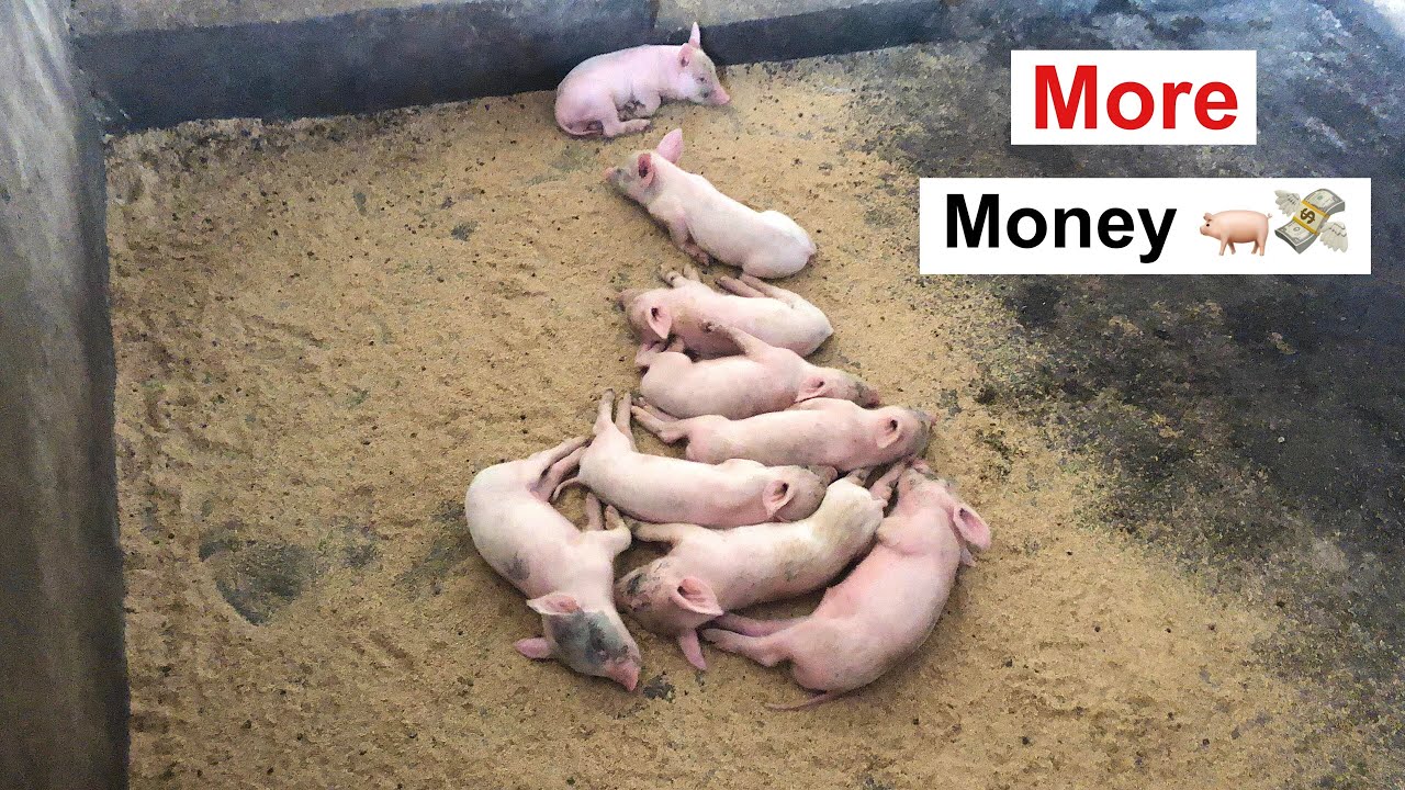 Secret To Making ENOUGH PROFITS in Pig Farming