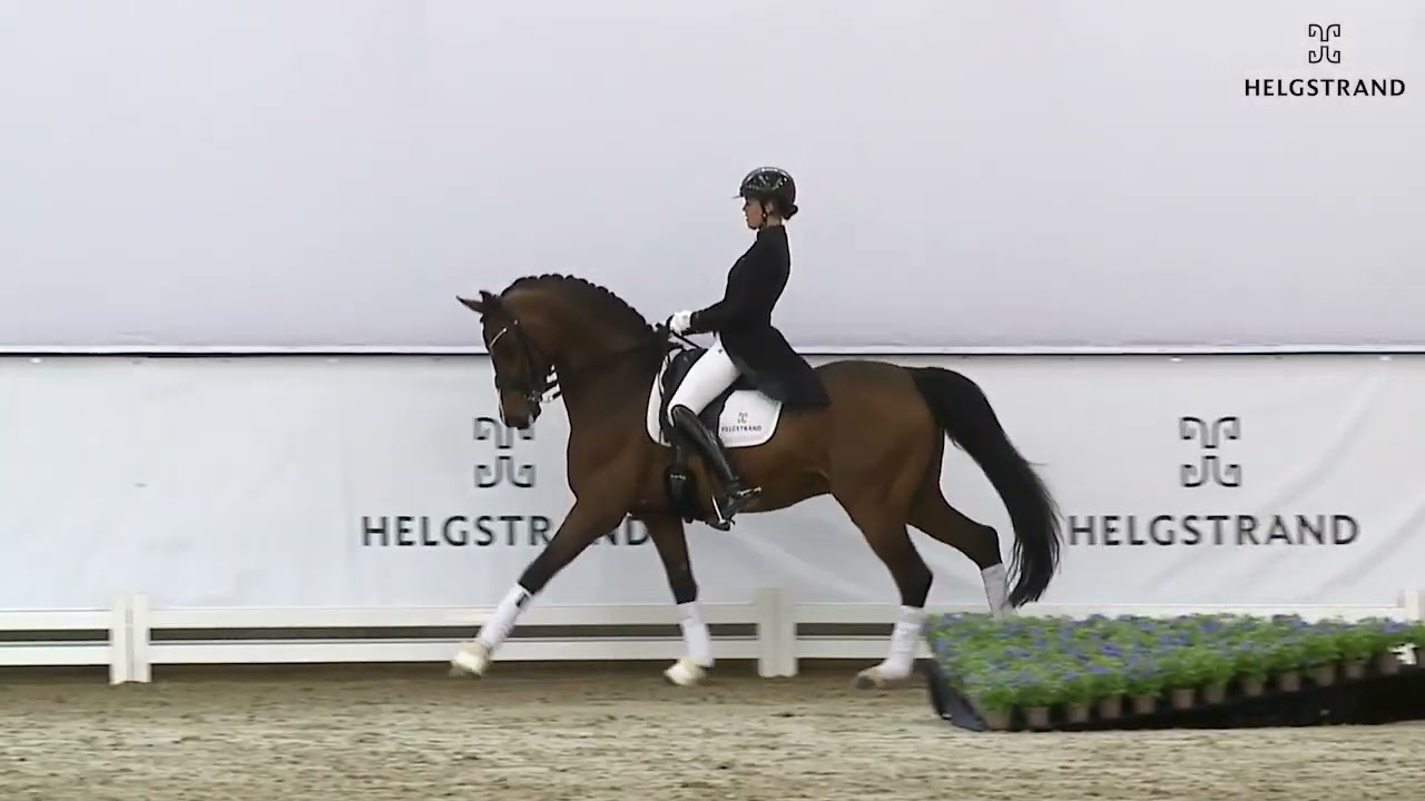 Donkey Boy by ERA Dancing Hit / Milan - stallion born 2012 (GER)