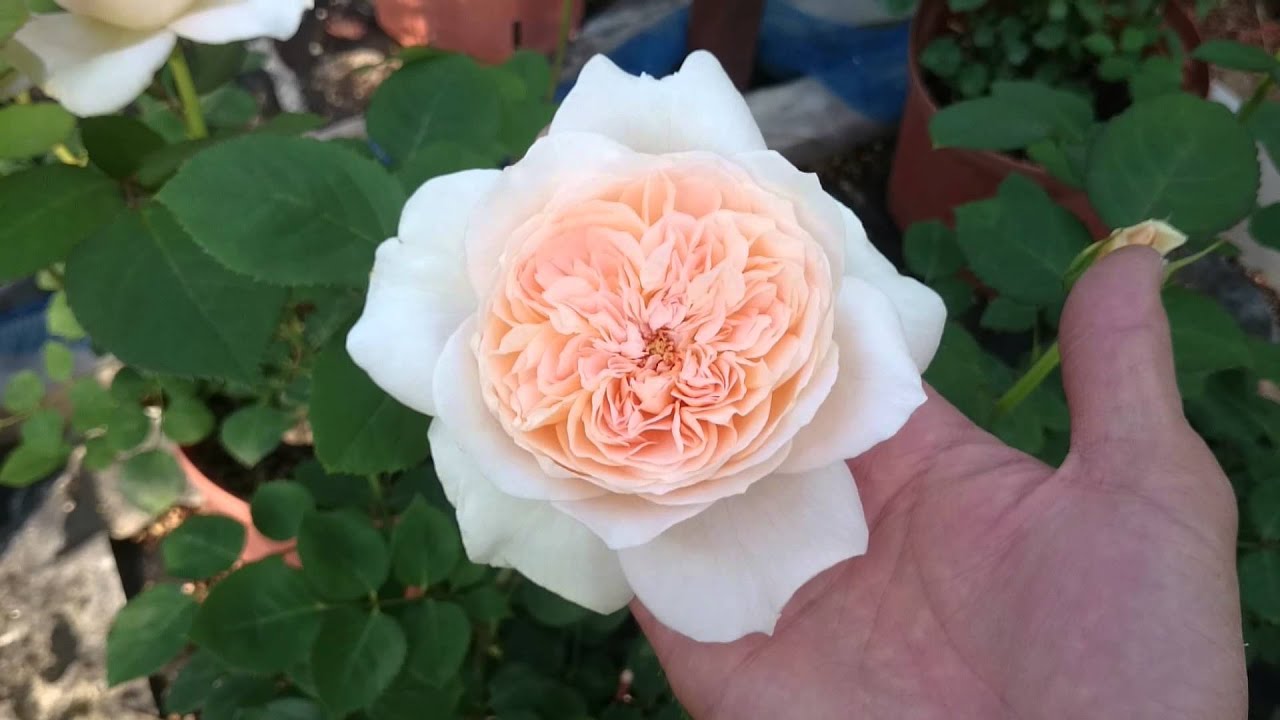 リュシオル