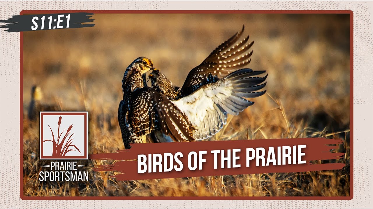 Birds of the Prairie | Prairie Sportsman (S11:E1)