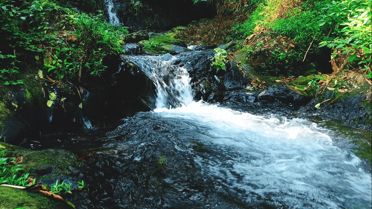 Relaxing Forest Stream Sounds Gentle Water Flow for Deep Sleep, Study & Meditation  ASMR Nature