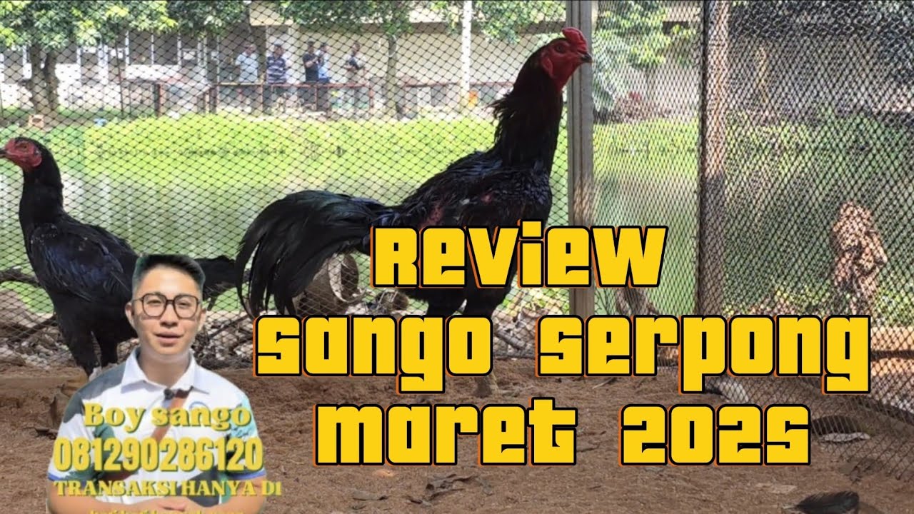 REVIEW ANAK AYAM MARET 2025 SANGO FARM