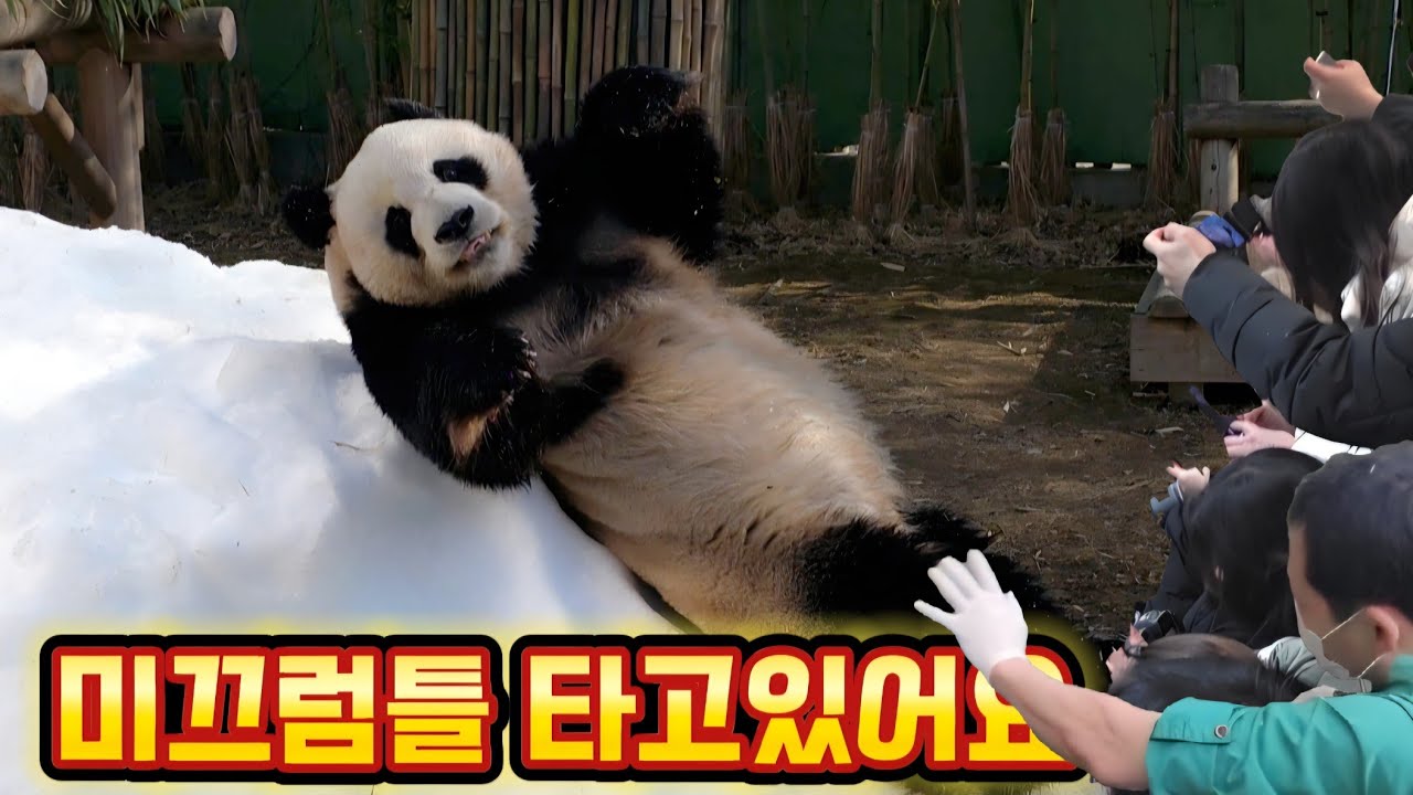 에버랜드 판다월드 2월 21일 러바오 미끄럼틀 타고있어요