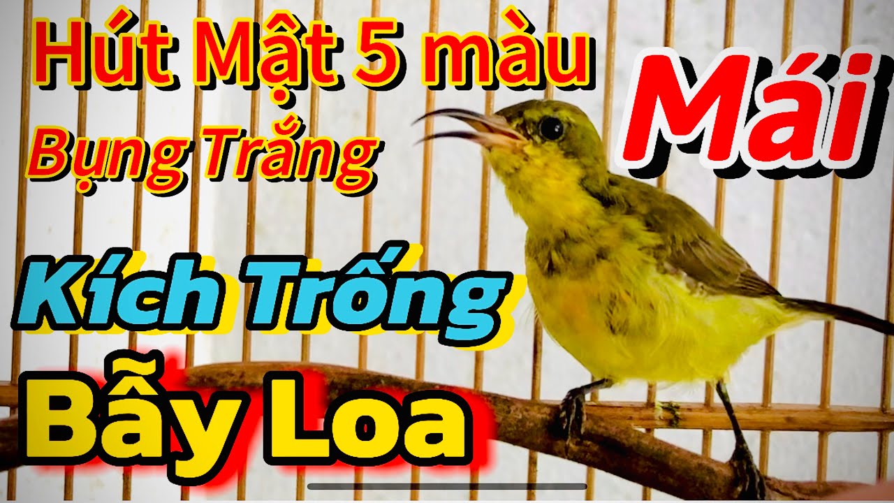 HÚT MẬT 5 MÀU MÁI BỤNG TRẮNG HÓT CĂNG - KÍCH TRỐNG - Kích Chim Thi Đấu