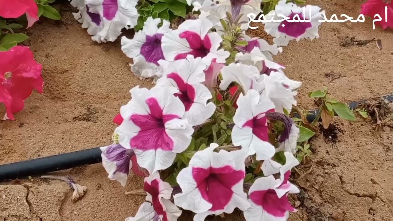 جولةبمدينةخورفكان عروس الساحل الشرقي (امارةالشارقة)