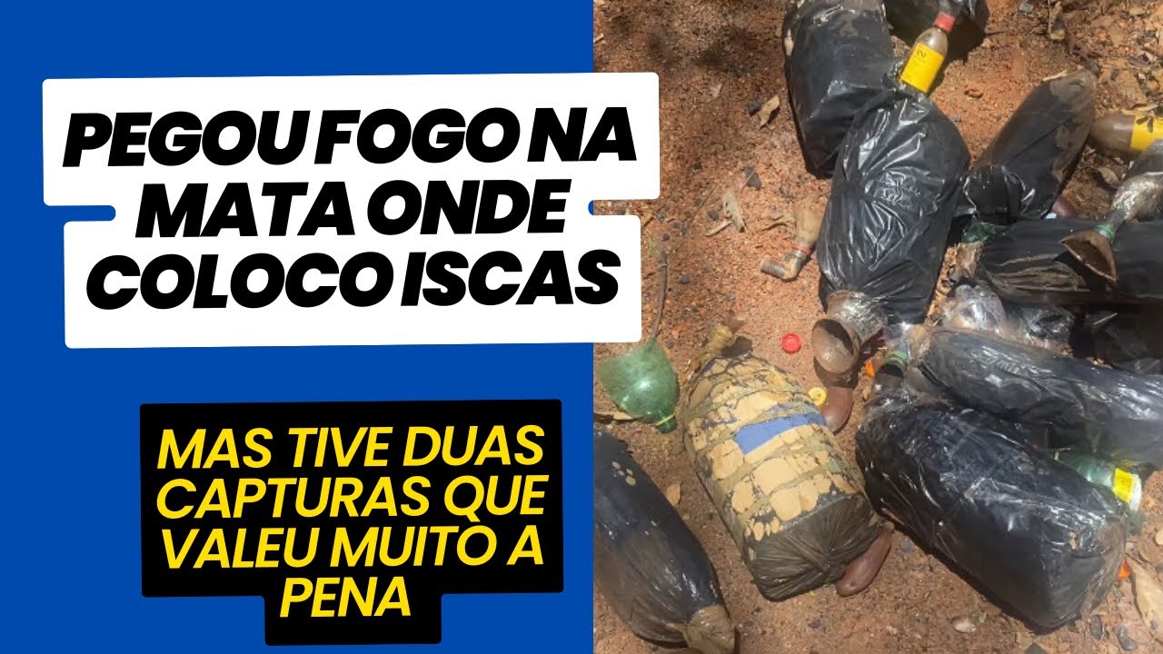 2 Parte- Revisando iscas pets e tive duas surpresas nas iscas 😍