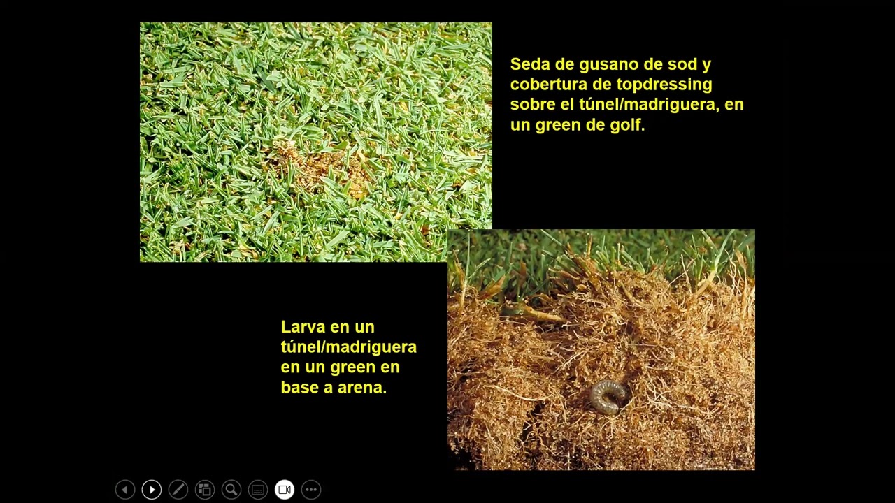 Gusano de césped o gusanos de sod