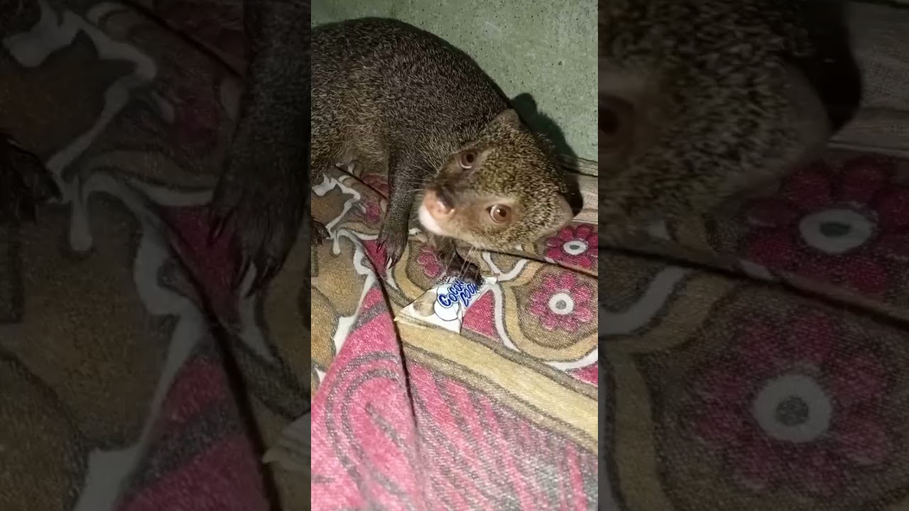 mongoose eat chocolate 🍫 and funny moments 🤣🤭 || #shorts #cutecatgroup #charlie