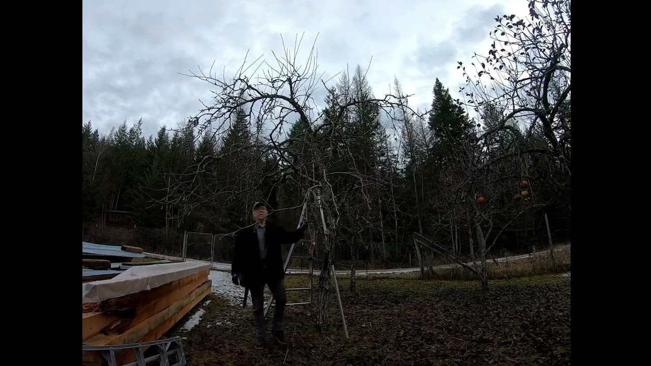 Fruit Tree Pruning with ISA Board Certified Master Arborist Michael - Part 1