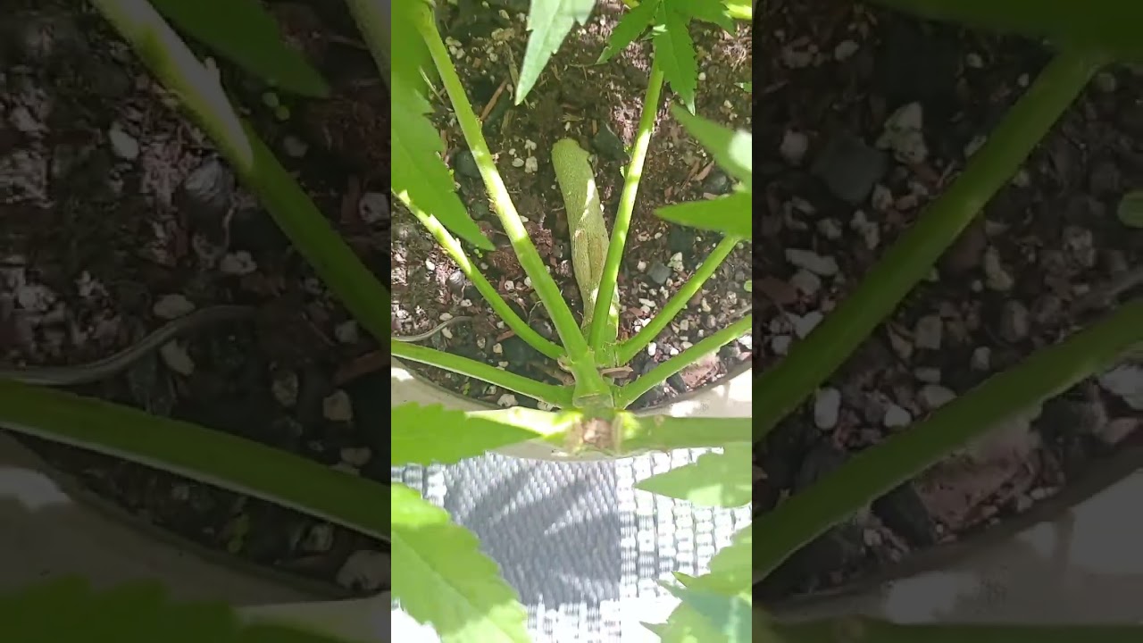 kush cookies autflower balcony grow almost going into flower 🪴😍✅️