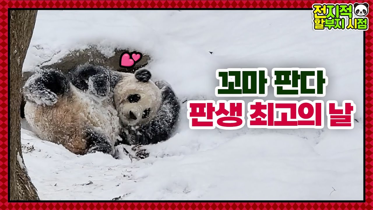 (SUB) Малыш-панда счастлив в снегу при -17℃│Семейство панд🐼