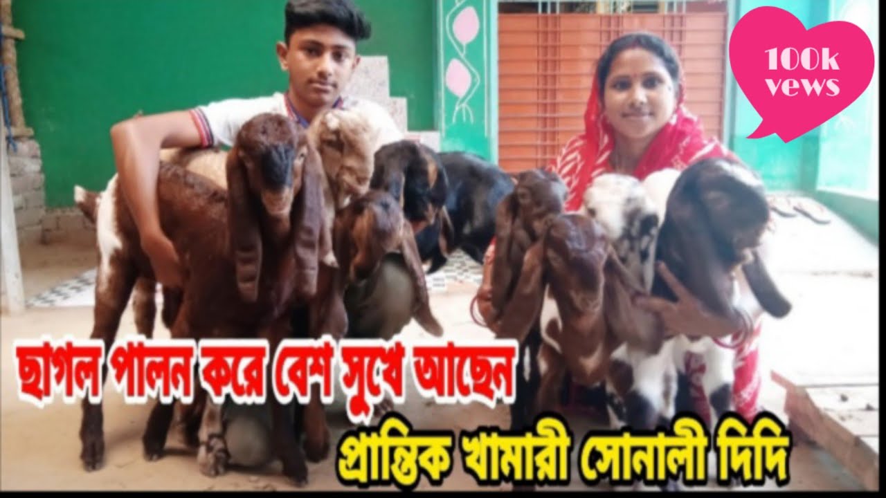 প্রান্তিক খামারী সোনালী দিদির উন্নত জাতের ছাগল পালন | ৩য় পর্ব | #goatfarming #totapuri_sagol
