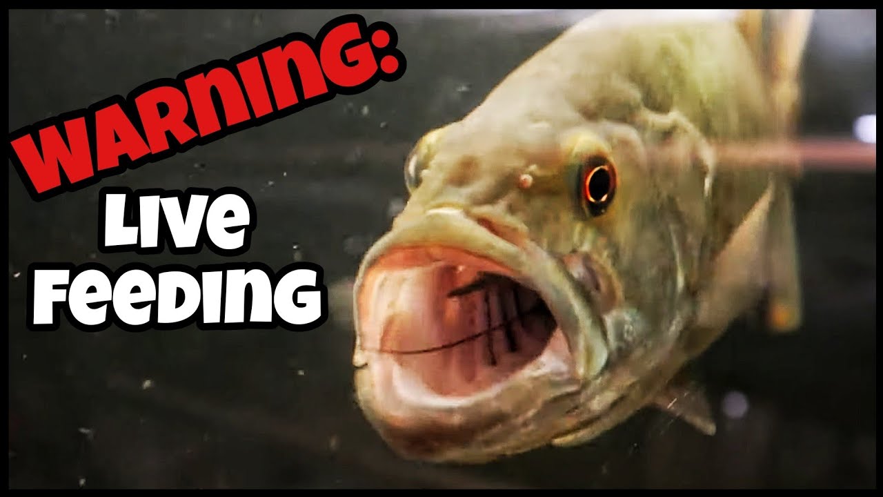 Top 5 AGGRESSIVE Fish I Have! (Live Feeding)