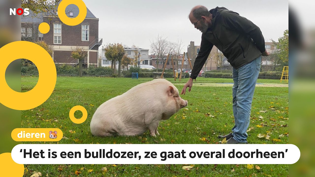 Varken Spekkie woont in een rijtjeshuis