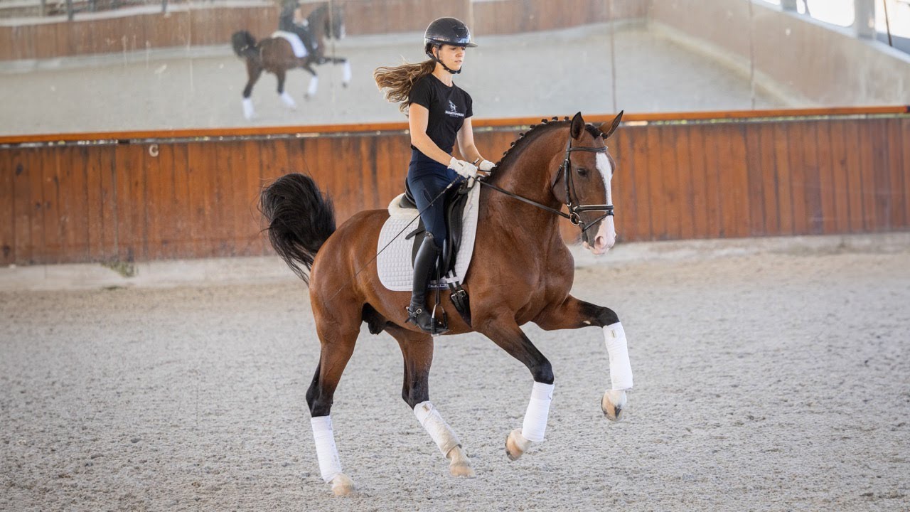 Horse for Sale |  Piro Free Licensed Lusitano Stallion: Olympic Bloodlines & GP Potential (REF#944)