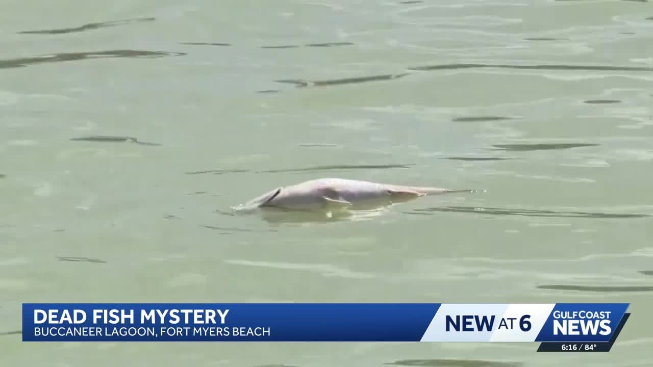 Fort Myers Beach investigates four properties possibly related to recent fish kill
